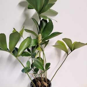 An indestructible "Cardboard plant".Zamia furfuracea in a four inch pot.